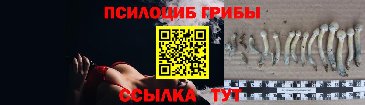 цена наркотик  Псилоцибиновые грибы Psilocybe  Вход с VPN  Зеленогорск 